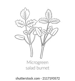 Young microgreen salad burnet sprouts, salad burnet microgreen growing, young green leaves, healthy lifestyle concept, vegan healthy food. Vector line graphics on a white background.