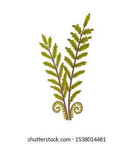 Young oak branches. Vector illustration on a white background.