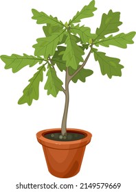 Young Oak Seedling With Green Leaves In Flower Pot Isolated On White Background