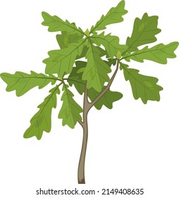 Young Oak Tree Seedling With Green Leaves Isolated On White Background