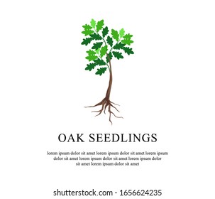 Young Oak Tree, Oak Seedling Vector Illustration.