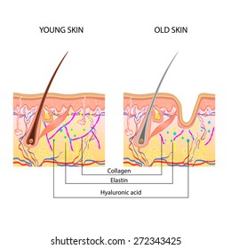 Young And Old Skin, Wrinkles