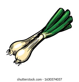 Young onions. Vector. Juicy vegetable. Greens. Isolated on a white background. Drawing.