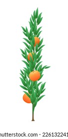 Young orange seedling tree with ripe fruits. Garden plant with edible harvest. Branch with foliage and leaves. Isolated on white background. Vector