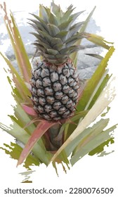 young pineapple in its infancy