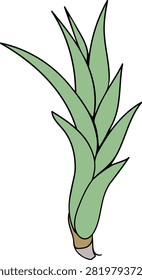 Young pineapple plant (Ananas comosus) isolated on white background