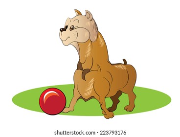 Young pit bull plays a red ball on the lawn