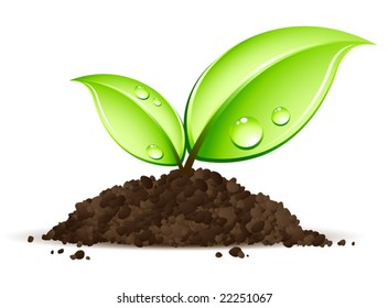 young plant