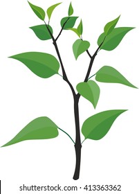 young plant