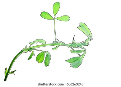 Young plant of alfalfa isolated on white, vector illustration