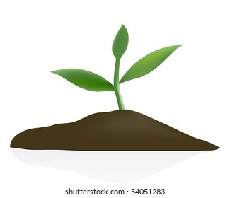 Young plant in dark soil isolated on white background