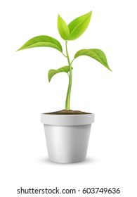 Young plant in a flowerpot. Symbol of growth, development or ecology. Vector detailed illustration, isolated on white background.