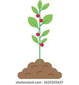 Planta jovem com folhas verdes e bagas vermelhas que crescem do solo