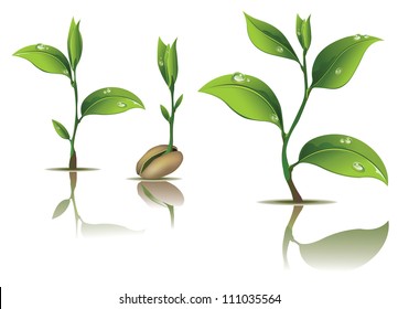 Young plant life process on white background