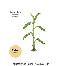 Young plant of Maize for forage and grazing, Zea mays. Hand drawn illustration.