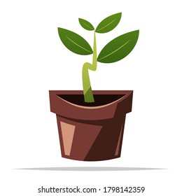 Young plant in pot vector isolated illustration