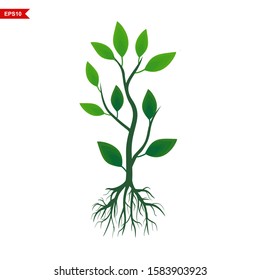 young plant with roots. gardening, isolated vector on a white background