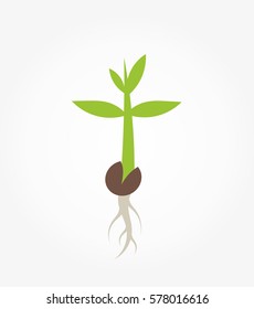 Young plant seedling germination. Vector illustration
