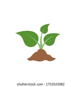 Plantas jóvenes en la ilustración del vector del icono plano del suelo aisladas en el fondo blanco. Crecer brote verde de planta