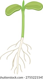 Young plant sprout with roots and cotyledons isolated on white