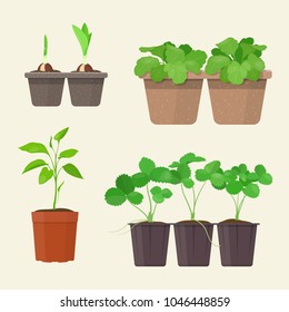 Young plants in plastic and biodegradable peat pots. Vector gardening concepts. 
