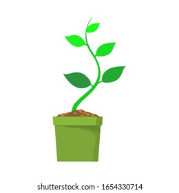 Young plants in pots. Vector illustration with a white background