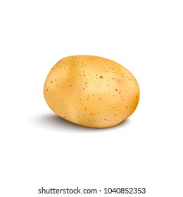 Young potato isolated on white background. Harvest new. Vector illustration