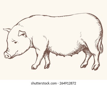 Young potbellied funny Piggy with brush on tail standing forage in pigpen. Vector monochrome freehand ink drawn background sketchy in art scribble style pen on paper. Side view with space for text