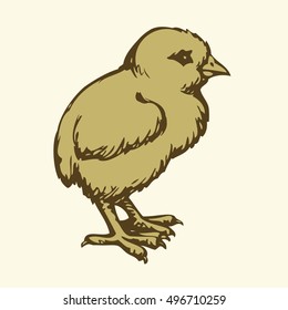 Young poult fledgeling isolated on white backdrop. Freehand outline ink hand drawn symbol sketchy in art doodle retro style pen on paper. Closeup side view with space for text