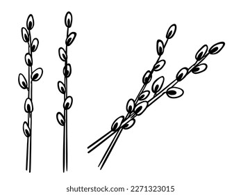 Young pussy-willow branches with fluffy catkins isolated on white. Hand drawn line sketch of doodle style. Vector element for floral design, slavic christian celebration of Palm Sunday illustration.