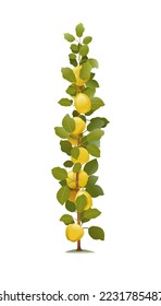 Young quince seedling tree with ripe fruits. Garden plant with edible harvest. Branch with foliage and leaves. Isolated on white background. Vector.