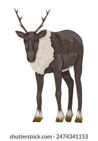 Young reindeer Rangifer tarandus. Wild animals of the tundra and taiga. Realistic vector animal