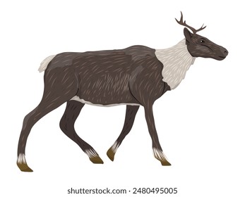 Young reindeer. Wild animals of the tundra and taiga. Realistic vector animal