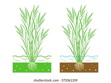 young rice plant with  leaves and water