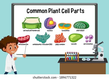 Young scientist explaining common plant cell parts in front of a board in laboratory illustration
