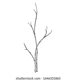 Young seedling icon. Vector illustration of a young sapling for planting. Hand drawn young bush for spring planting.