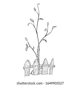 Young seedling icon. Vector illustration of a young sapling for planting. Hand drawn young bush for spring planting.