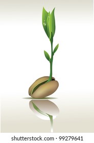 Young seedling with a seed