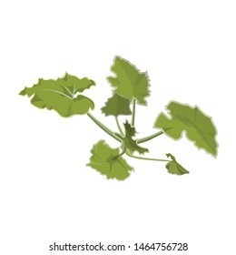 Young seedling of zucchini. Pumpkin bush images. Vector illustration isolated on white background