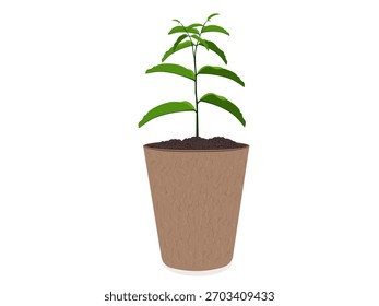 Young seedlings of Passiflora edulis in pots.
