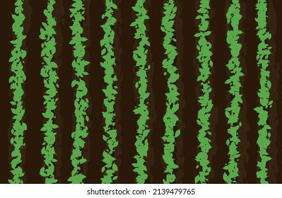 Young seedlings of plants in the garden beds. Little bushes. step by step series of agricultural illustrations. step four