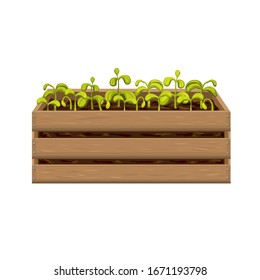 young seedlings of vegetables or flowers in garden crate isolated on white background. plant sprouts in wooden box. green shoots in fertile soil vector illustration. springtime gardening, farming