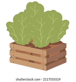 Young seedlings of vegetables or flowers in garden crate isolated on white background. Plant sprouts in wooden box. green shoots in fertile soil vector illustration. springtime gardening, farming
