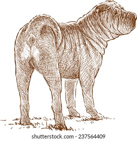 young sharpei