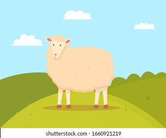 Young sheep domesticated ruminant animal, mutton on green field. Farming vector, lamb with wool flat style standing on farmyard, domestic pet breeding