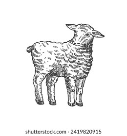 Young Sheep Hand Drawn Vector Cattle Illustration. Lamb Domestic Animal Sketch. Engraving Style Drawing. Isolated