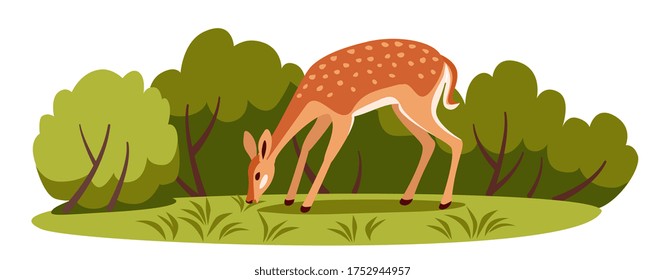 young sika deer grazes in a forest glade eating grass