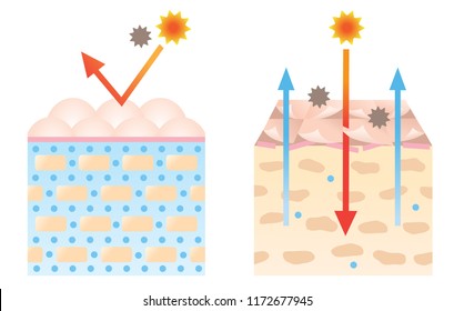 Young Skin Contains Ceramides That Produce Moist Appearance, Aged Skin Has Fewer Ceramides That Lead To Damaged Skin Barrier. Beauty And Skin Care Concept
