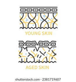 Young skin versus aging skin cross section diagram. Firm skin becoming saggy with low levels of collagen, elastin and hyaluronic acid. Linear vector illustration.