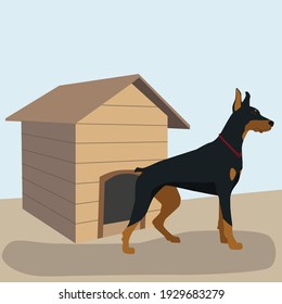 Young, slender, proud Doberman Pinscher guards the house. Illustration with a pet. Flat illustration.